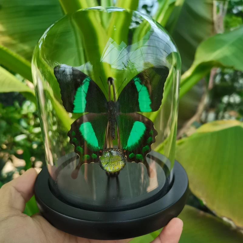 小天使翠凤蝶蝴蝶标本真蝴蝶创意礼物家居装饰爱神凤蝶永生花玻