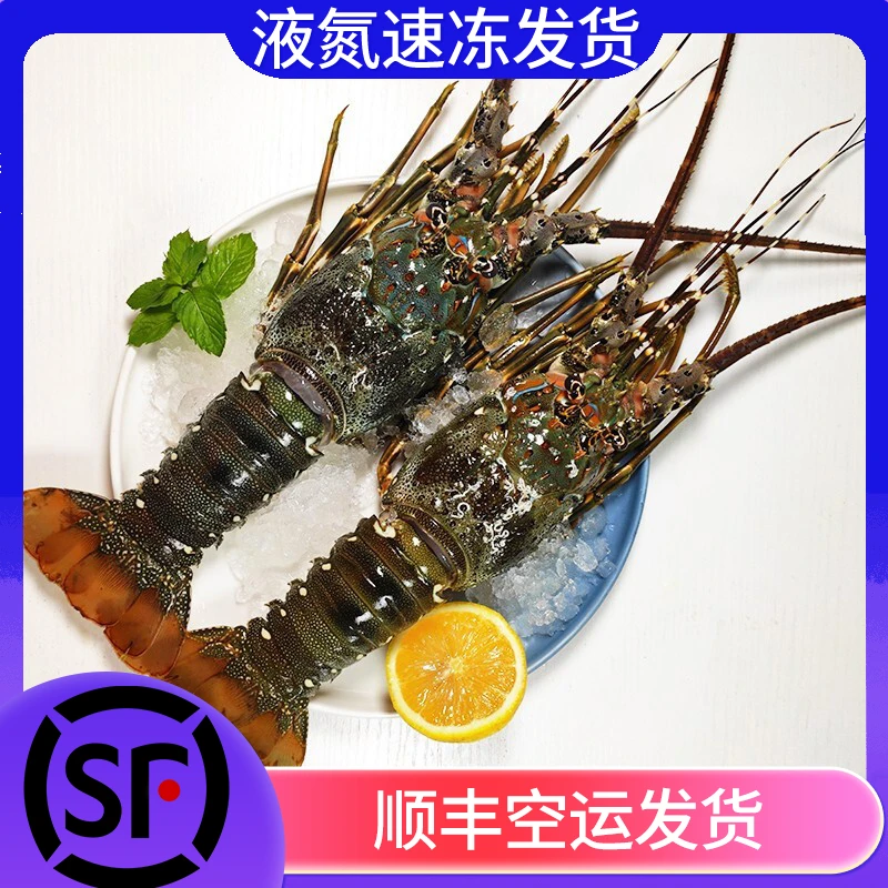 【到手2只  9两左右/只液氮冷冻发货】大青龙虾 包鲜包质量
