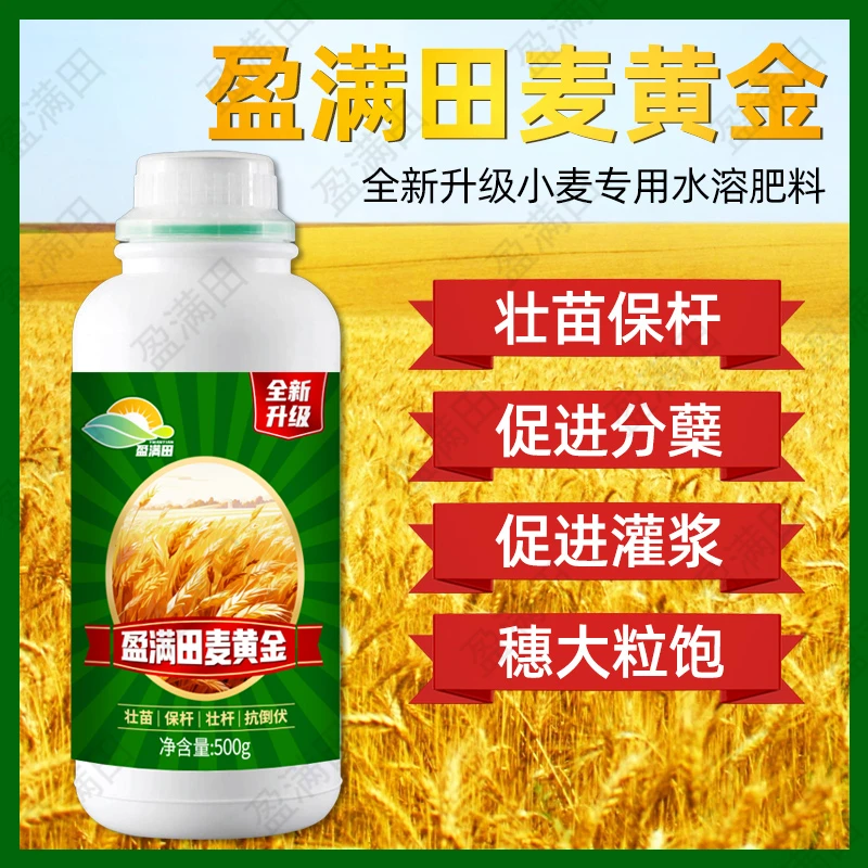 盈满田麦黄金小麦专用肥防冻促分蘖抗倒伏籽粒饱满早熟增产
