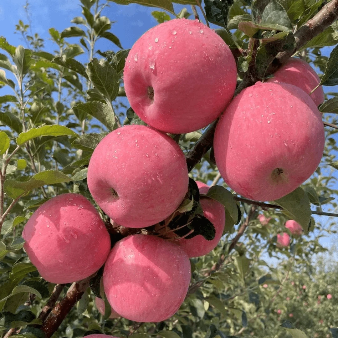 苹果苹果苹果苹果