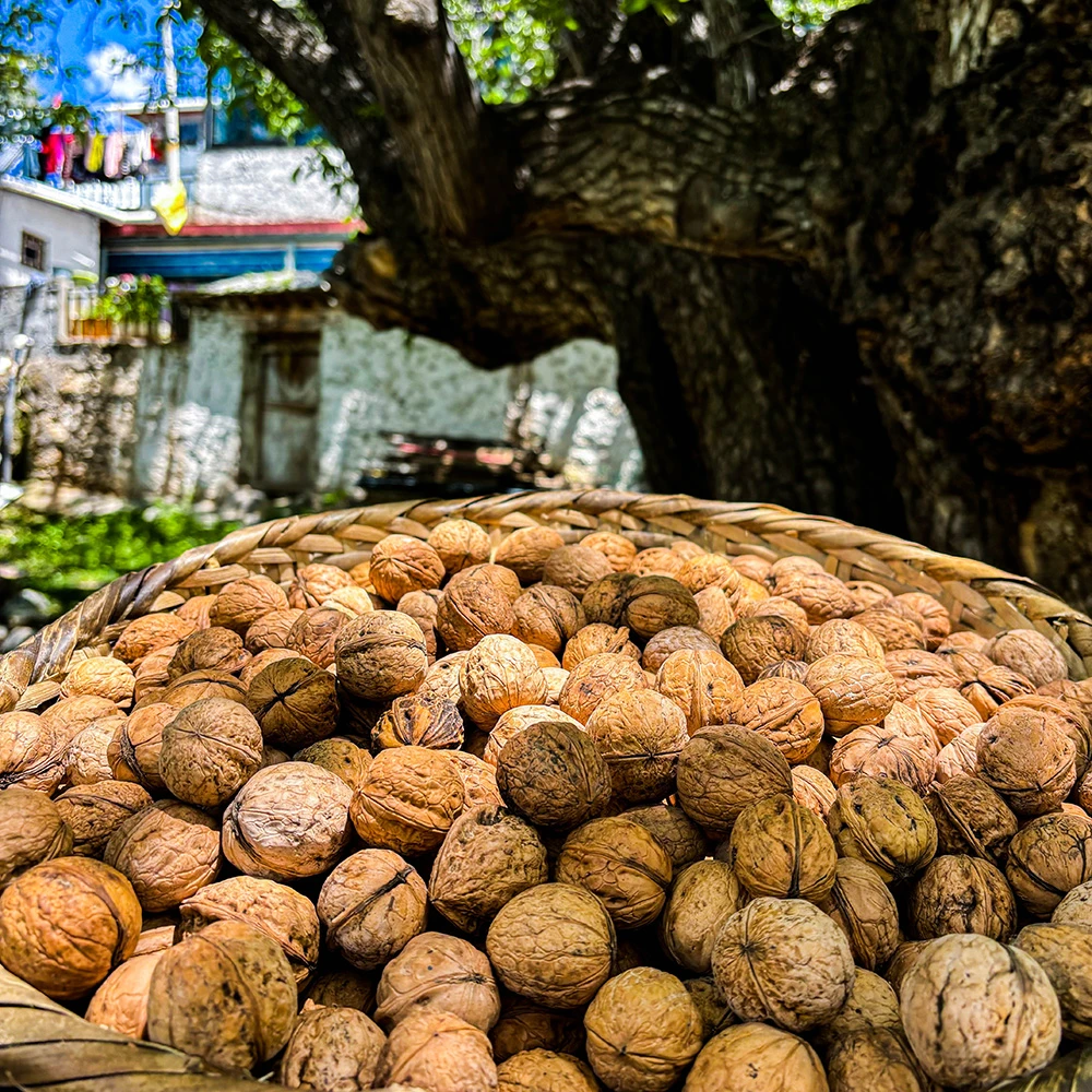 西藏朗县古树核桃2斤3斤5斤青藏高原老树核桃通货大小果包邮