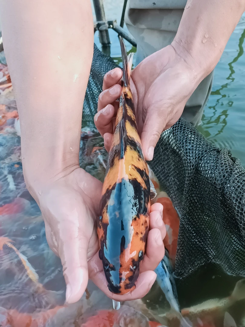精品小锦鲤鱼直播间拍