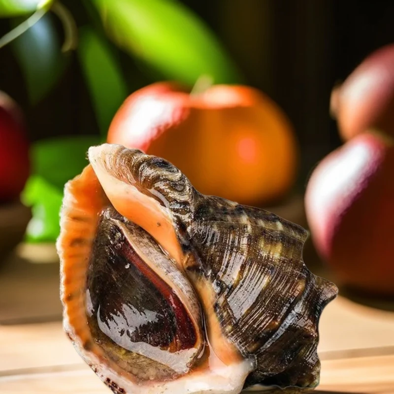 小船海捕海螺也是磁螺也叫红里螺个别有马牙子介意勿拍保鲜不保活