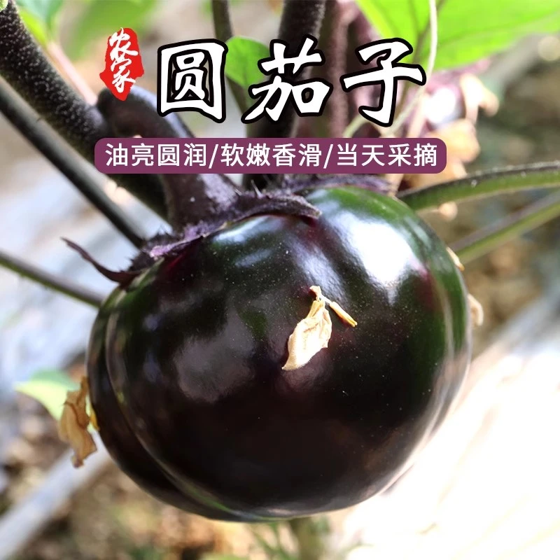 【涛总裁助农】淤泥地新鲜紫皮圆茄子鲜嫩多汁口感爽滑现摘现发5斤