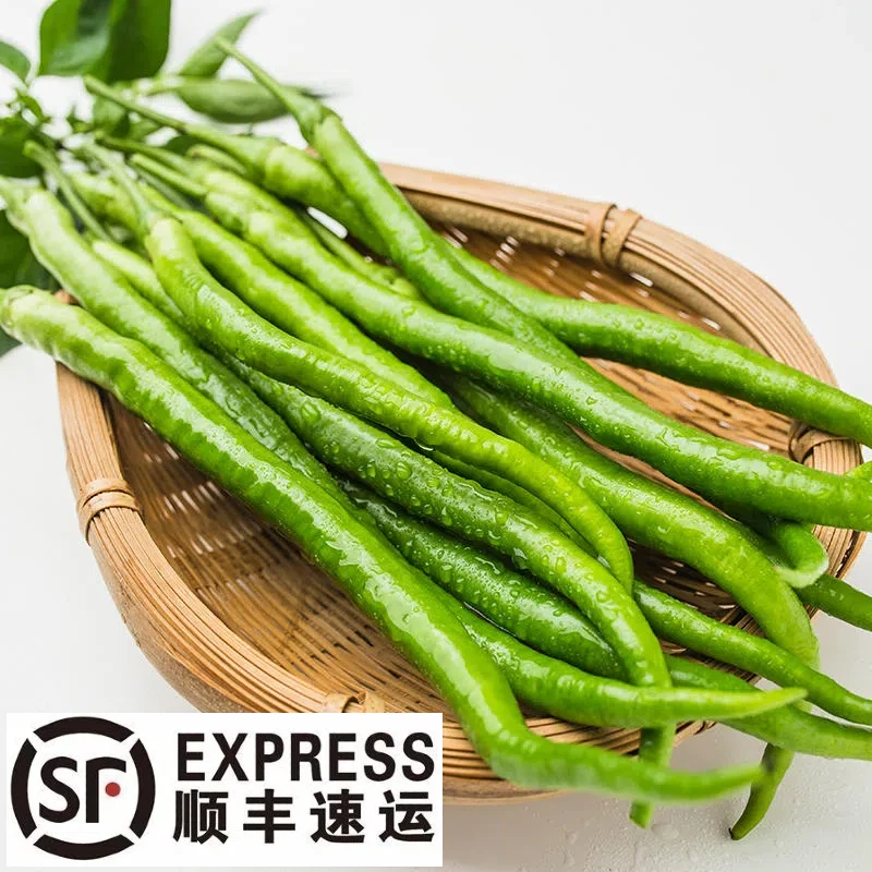 青线椒二荆条农家露天种植现摘现发炒菜美味脆爽纯天然农产品