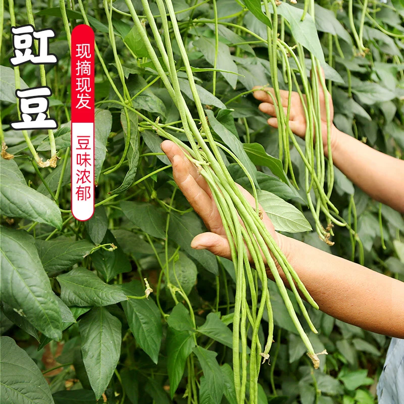 豇豆长豆角子天然新鲜无农残农家露天种植现摘现发纯