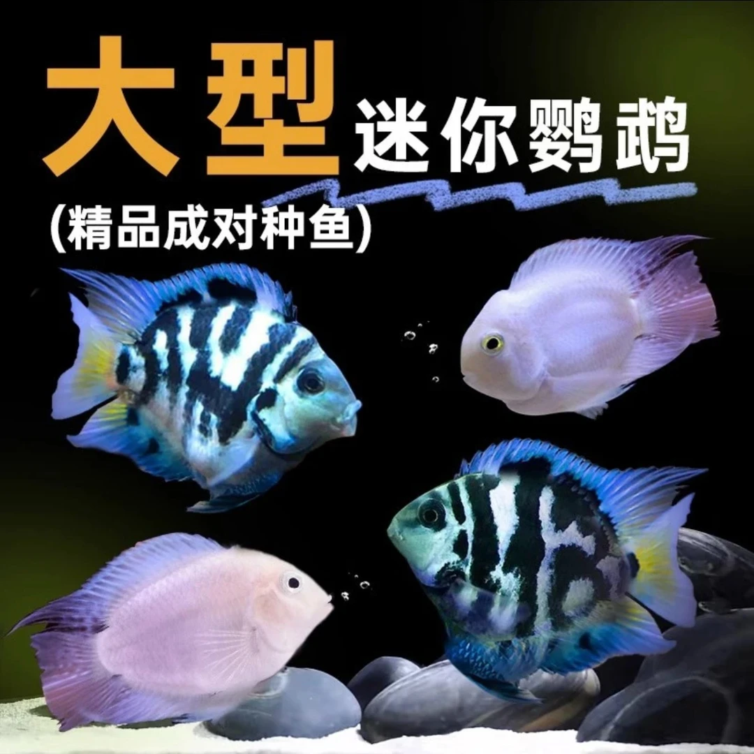 精品迷你鹦鹉压成自由搭配