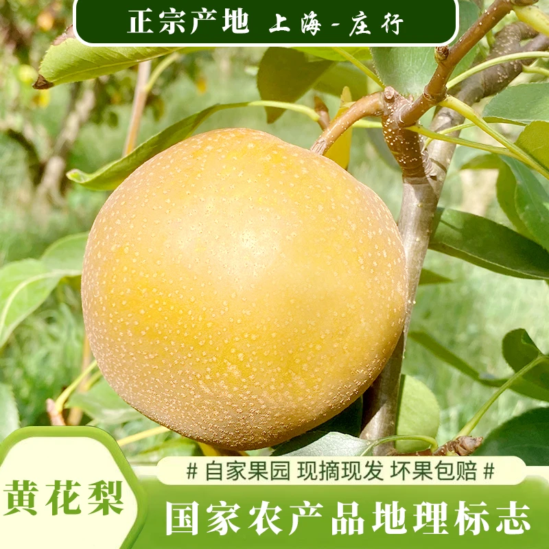 当季正宗上海庄行蜜梨黄花梨黄皮新鲜孕妇宝宝水果礼盒现摘现发鲜