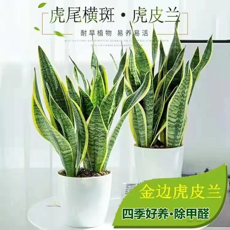 金边虎皮兰盆景办公室内桌面花卉新房除甲醛防懒人绿植