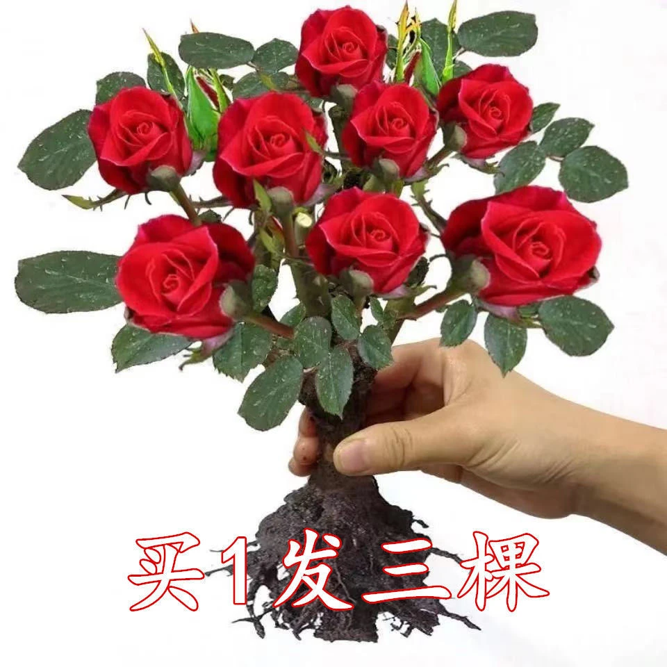 四季开花玫瑰花苗盆栽浓香嫁接大花玫瑰月季花苗花卉室内盆栽好养