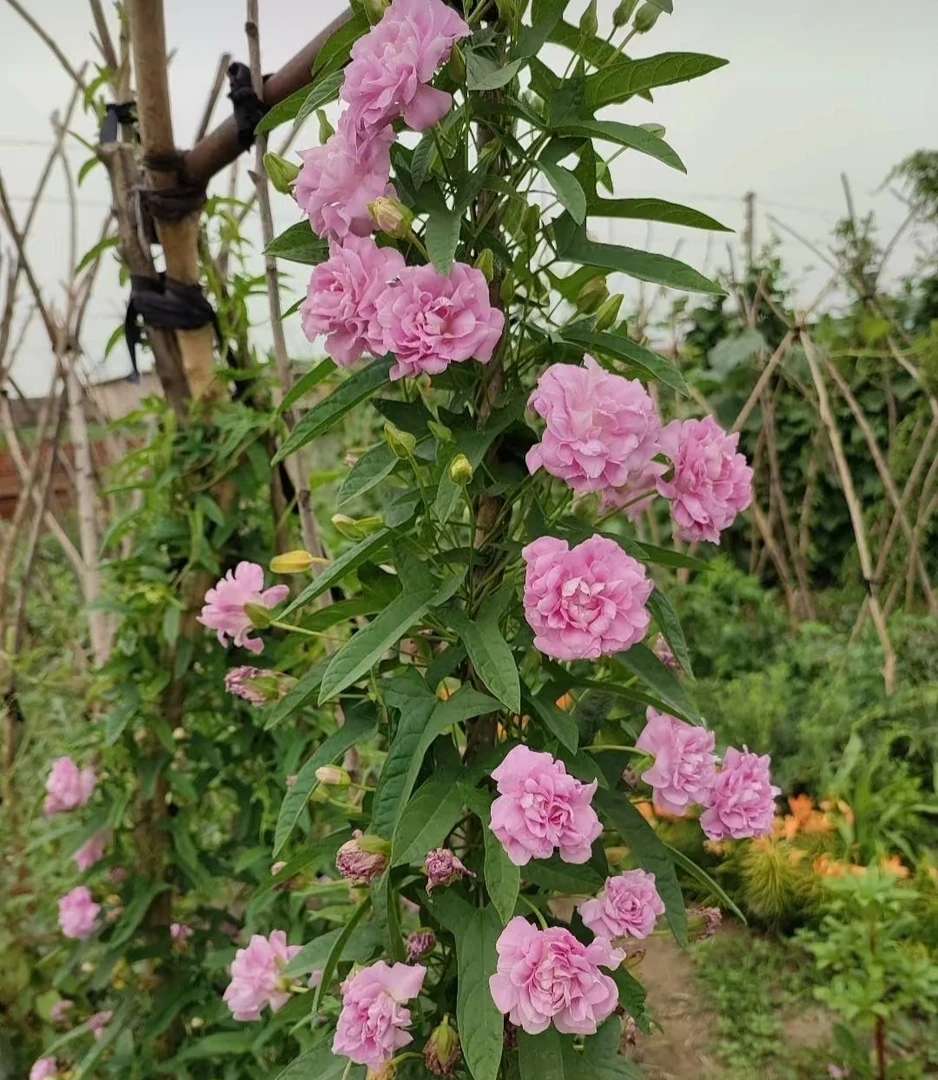 缠枝牡丹根东北耐寒直接地栽过冬