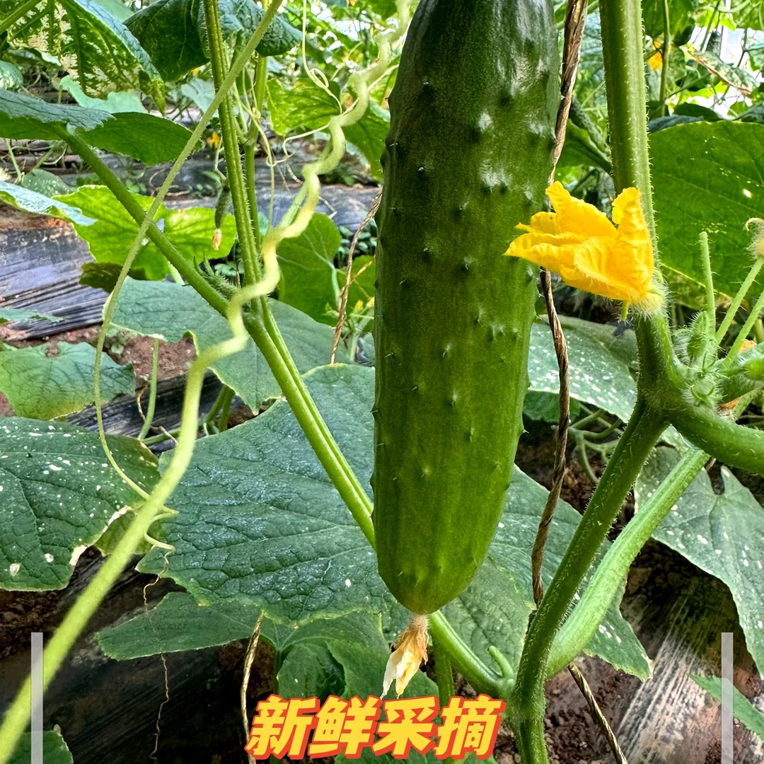 初心农场 蜜蜂授粉秋黄瓜 现摘现发