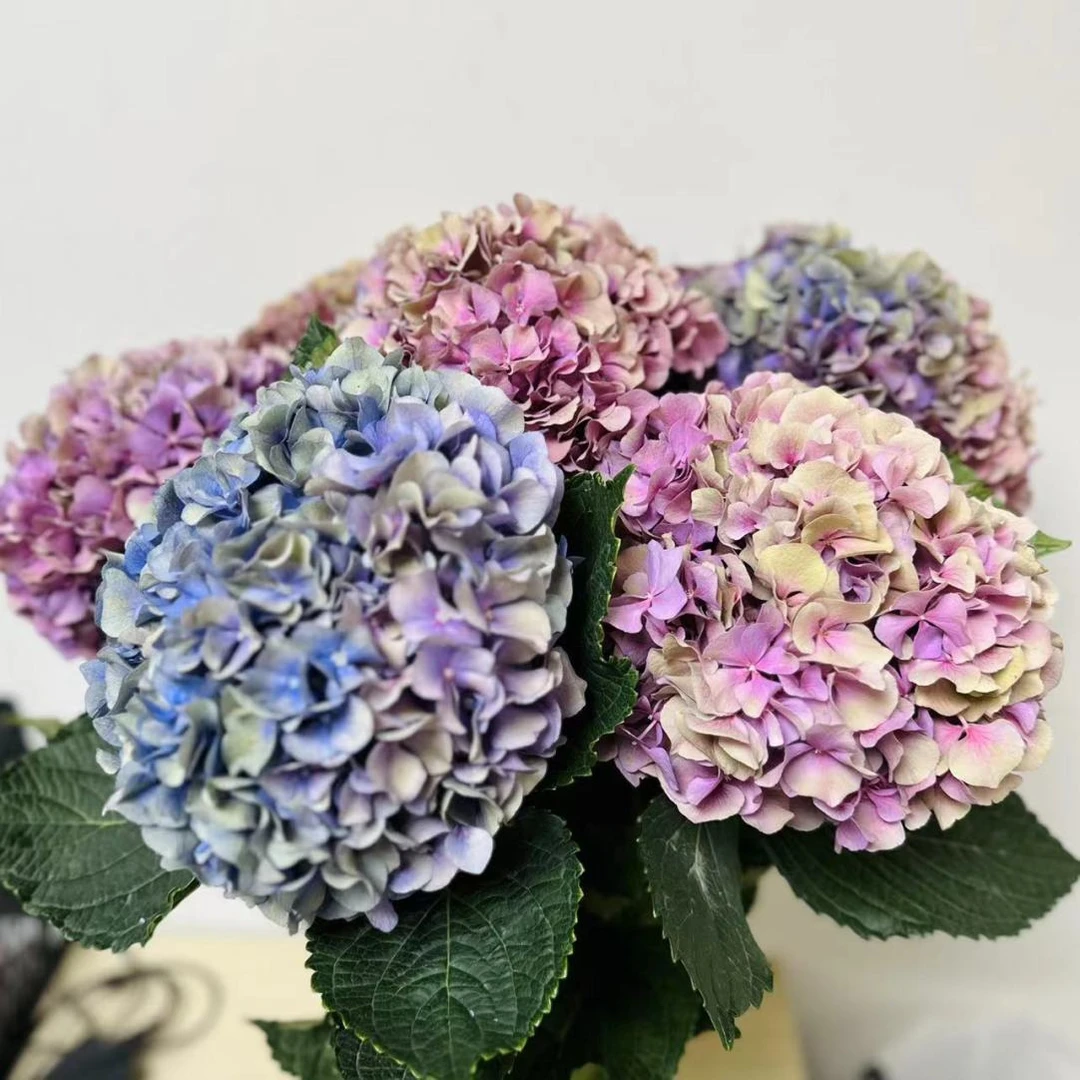马卡龙 绣球云南鲜花基地直采直发 鲜切花斗南绣球花