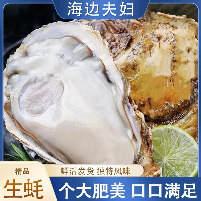 连云港发货 精品大肥蚝 美味生蚝 5斤(一斤称3只左右)送工具包