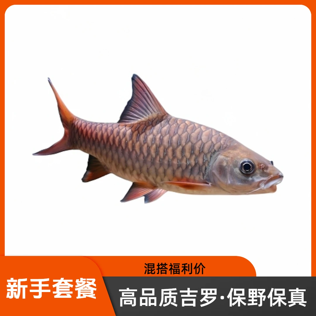 【新手套餐】混合套餐吉罗鱼原生鱼活体观赏鱼超萌好物