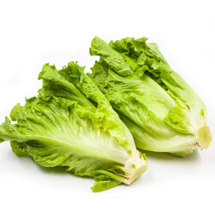 罗马生菜500克左右