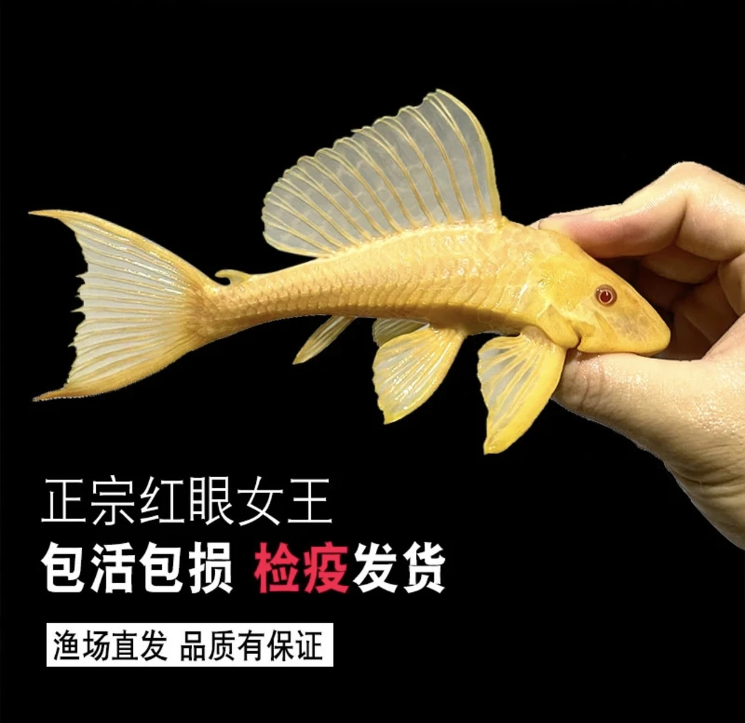 【自家渔场】黄金女王大帆红眼清道夫淡水清洁鱼除青苔褐藻不吸鱼赏