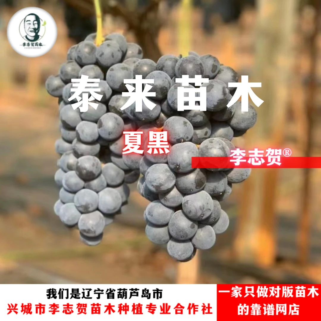 夏黑嫁接苗  贝达砧木 泰来苗木