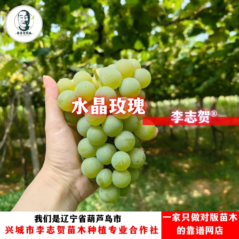 水晶玫瑰葡萄苗(两广版本)贝达砧木一年苗 泰来苗木 李志贺苗木