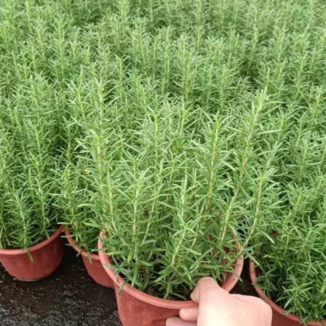 新鲜迷迭香盆栽可食用 多年生耐寒庭院香草植物牛排用