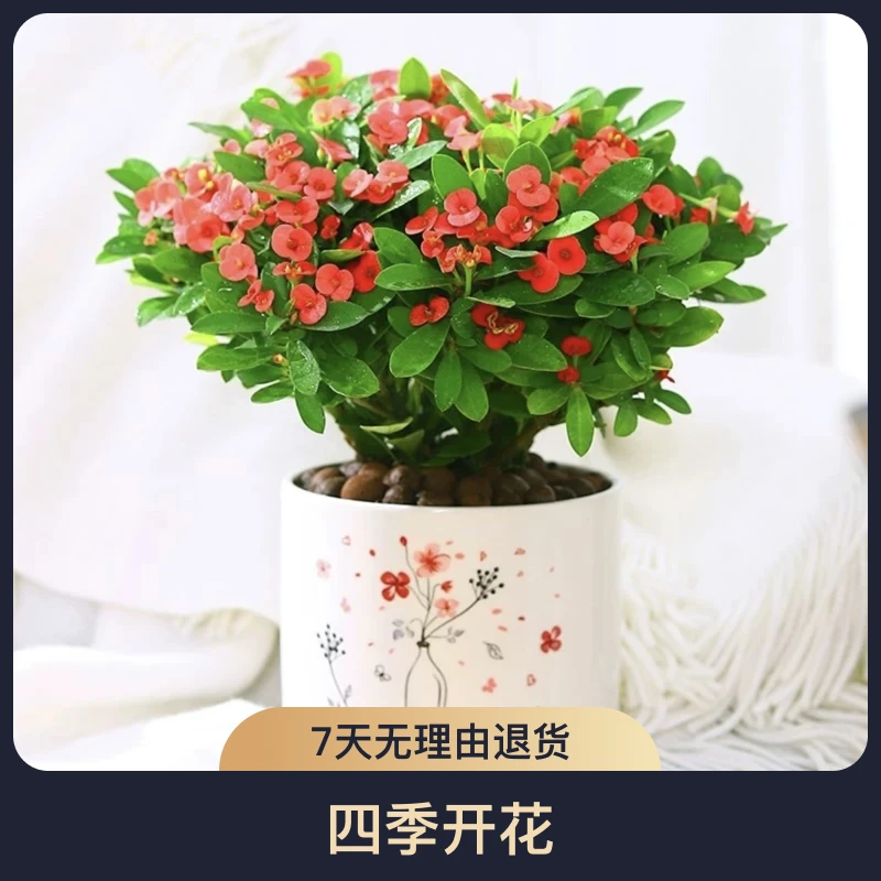 虎刺梅铁海棠花盆栽好养四季开花的花卉植物室内花办公室客厅绿植