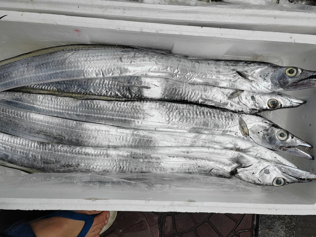 福建本地海钓新鲜带鱼