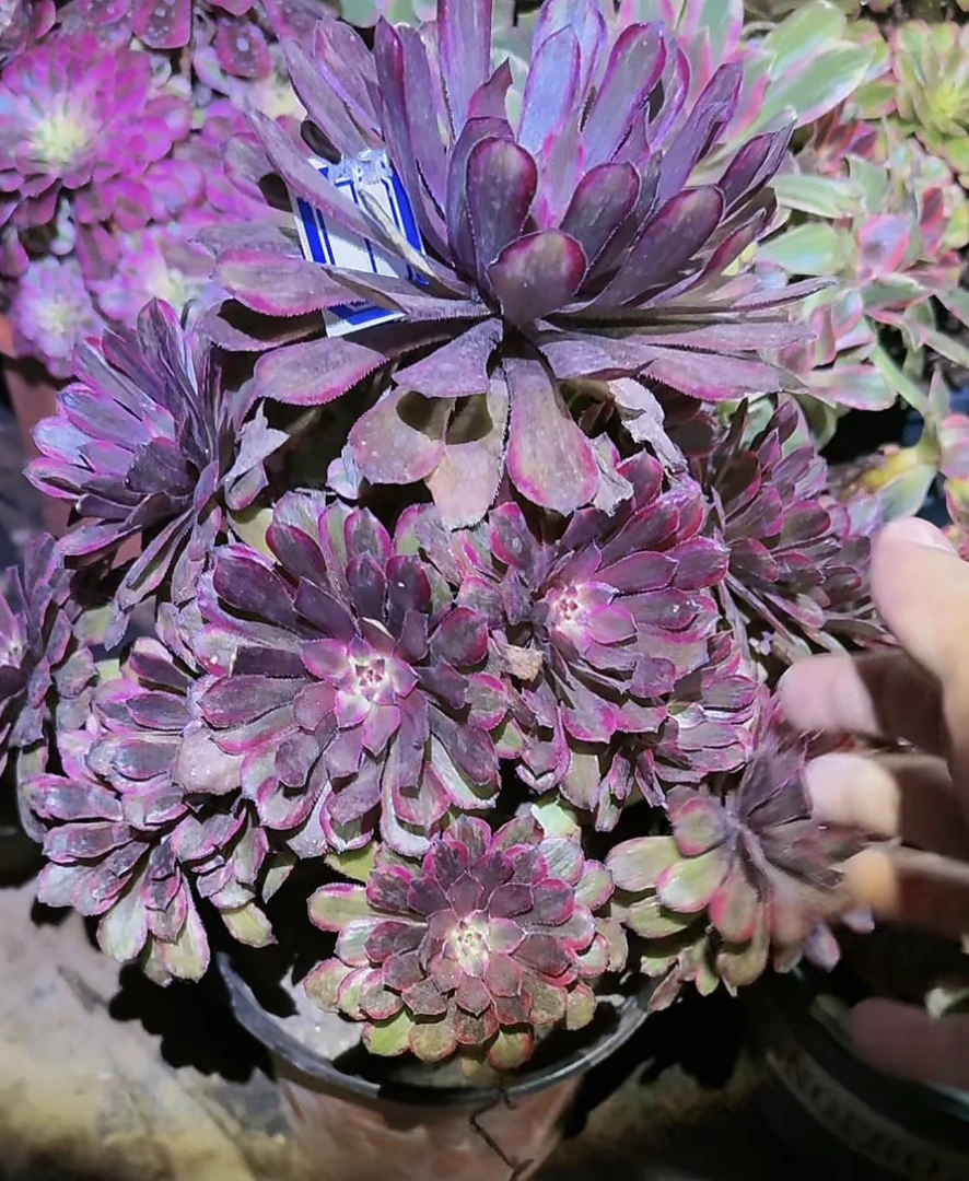 新人福利紫霞仙子多肉老桩