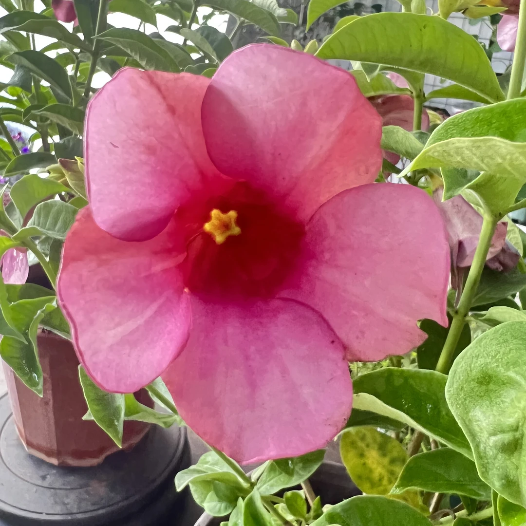 紫蝉花盆栽黄婵花木本喇叭花庭院阳台多年生灌木花卉耐热耐晒包邮