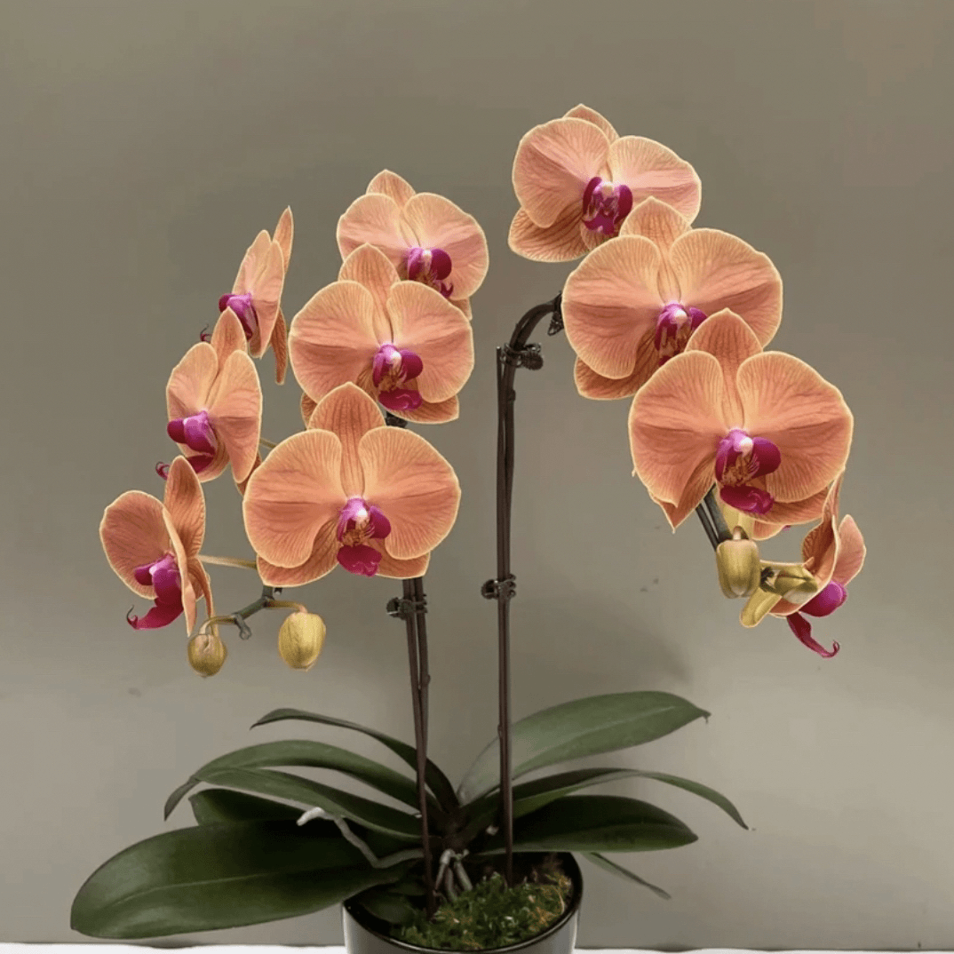花苗【金如意】3.0寸杯中大花型蝴蝶兰，室内养殖