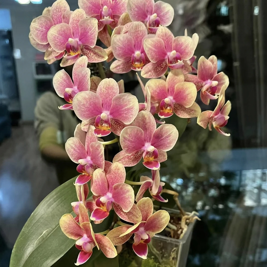 带花剑【金蝶】 3.0寸杯蝴蝶兰蜡质花花期久室内养殖