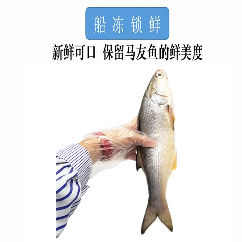 连云港冷冻发货小马友6斤发5条内