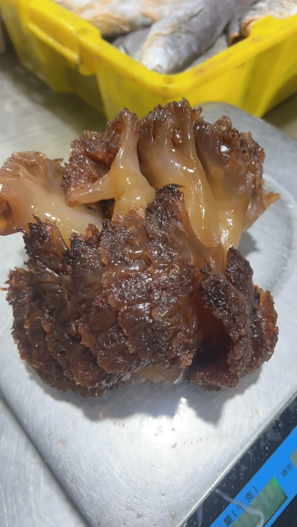 连云港发货新鲜海蜇头10斤