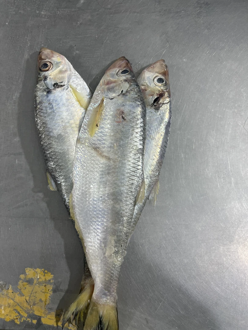 连云港发货白鳞鱼6斤