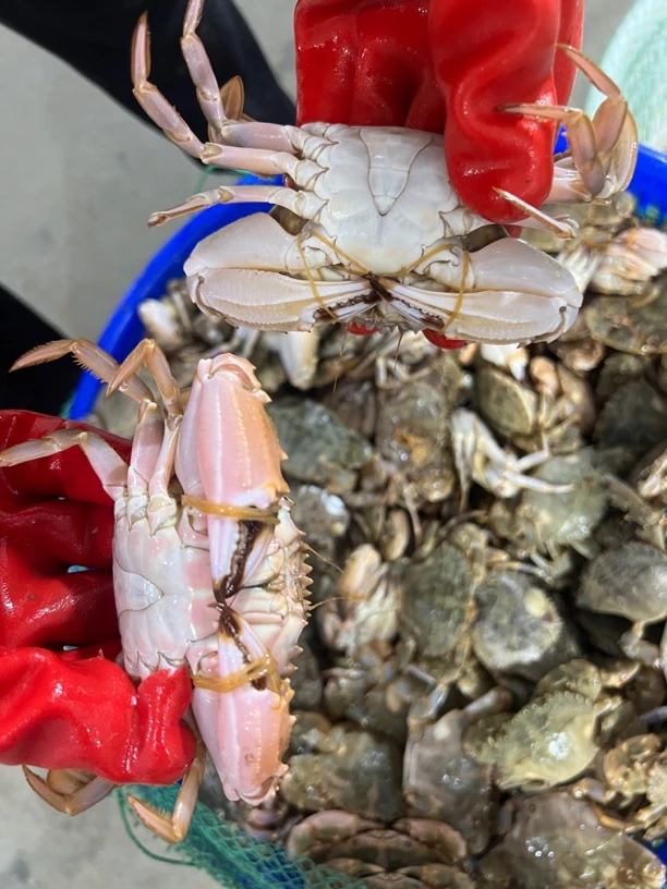 连云港发货小花盖鱼发货5斤