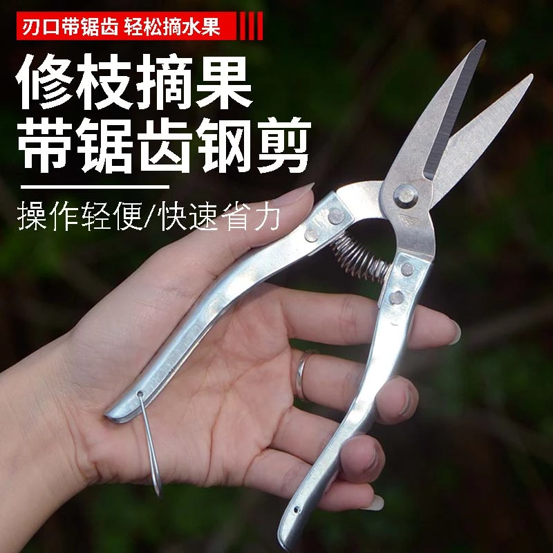 园艺剪刀摘果剪刀圆头剪刀修枝剪不锈钢罗定新款剪刀剪大葱专用