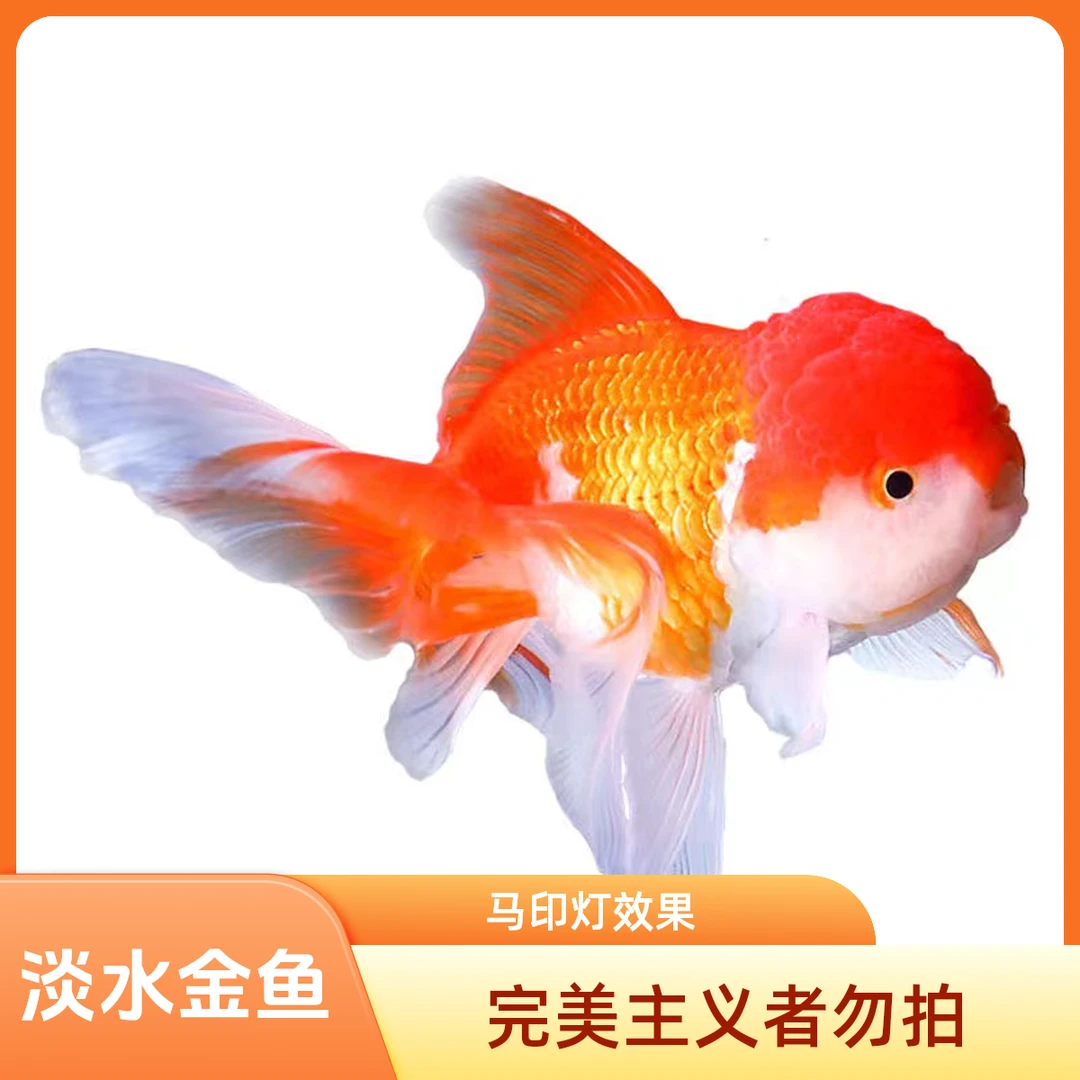 直播间专拍马印灯效果【完美主义勿拍】（无完整开箱视频不售后）