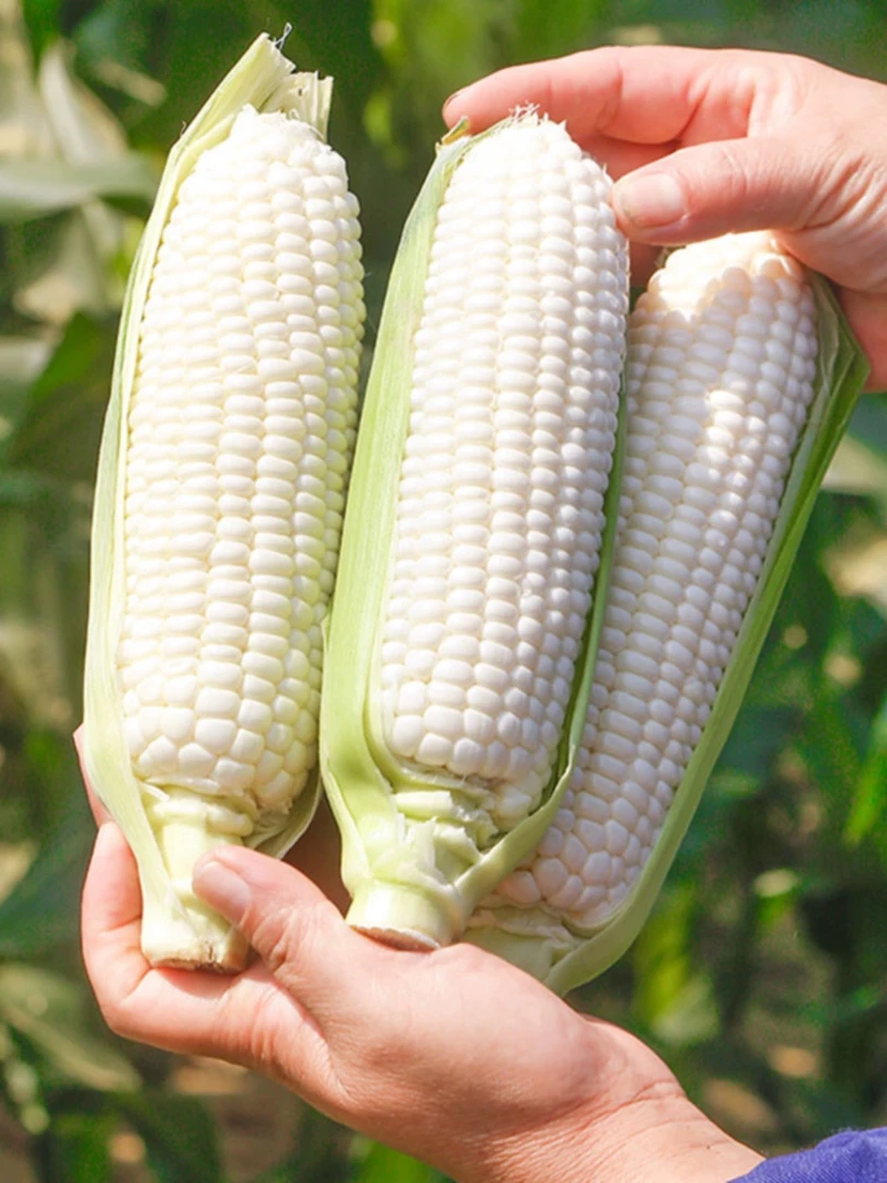 *【新鲜发货】北京大兴当地新鲜种植白粒粘玉米