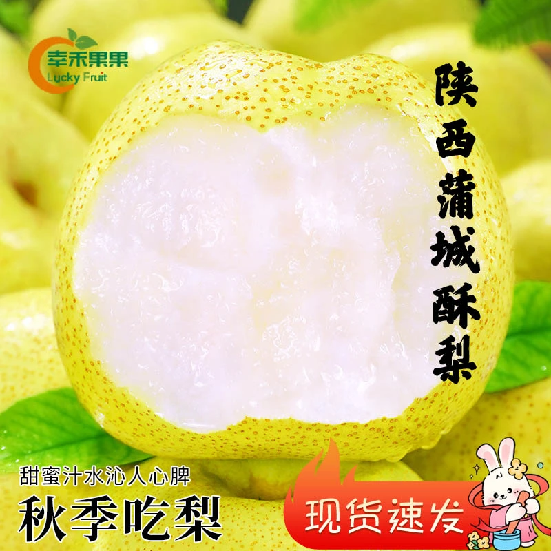 现摘陕西蒲城砀山酥梨新鲜梨子当季蒲城特产汤山梨老树黄雪梨包邮