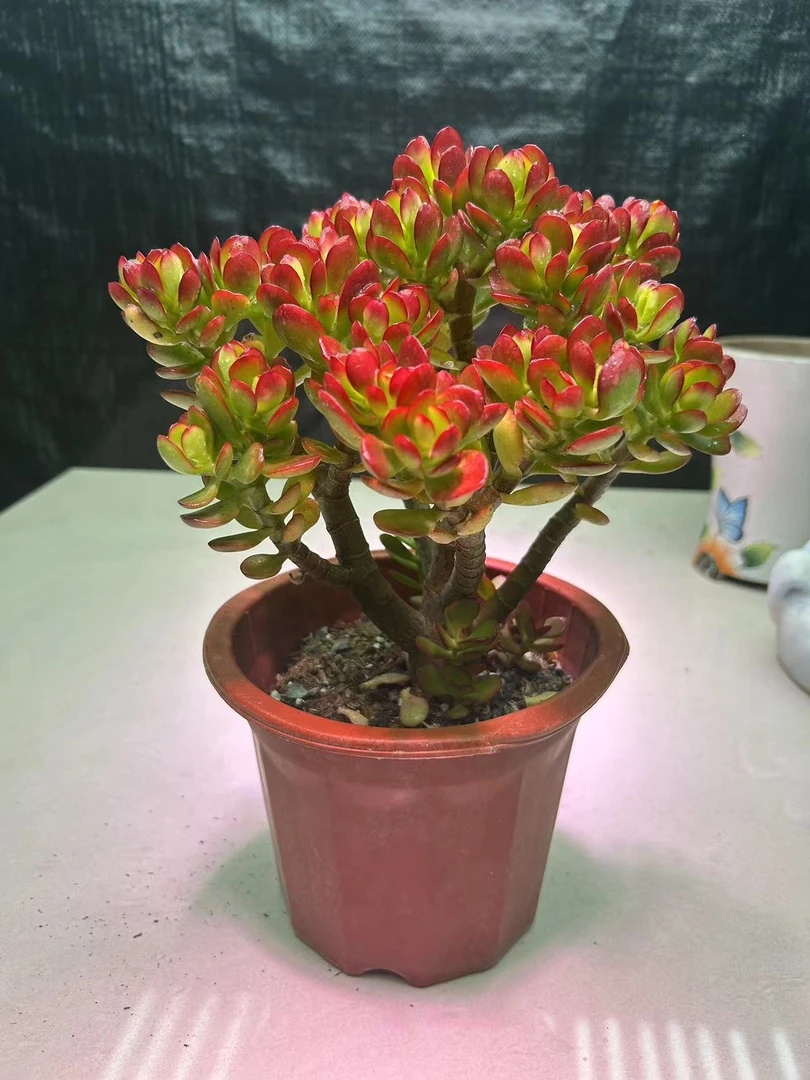 大号摇钱树 五年老桩居家必备 办公室多肉植物 好看好养 绿植盆栽