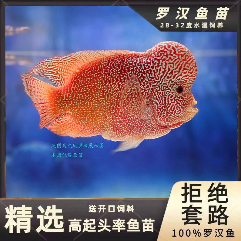 拍，YT系马来西亚罗汉鱼MP，GB火凤精品饲养活体活体养殖