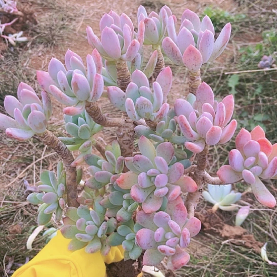 【闪购商品】灰姑娘老桩