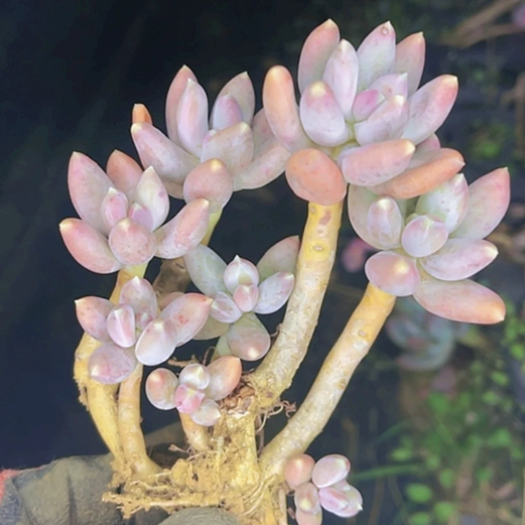 【闪购商品】京美人老桩