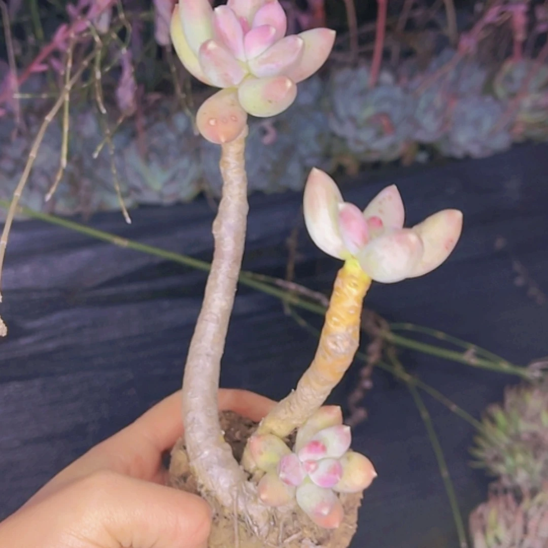 【闪购商品】京美人