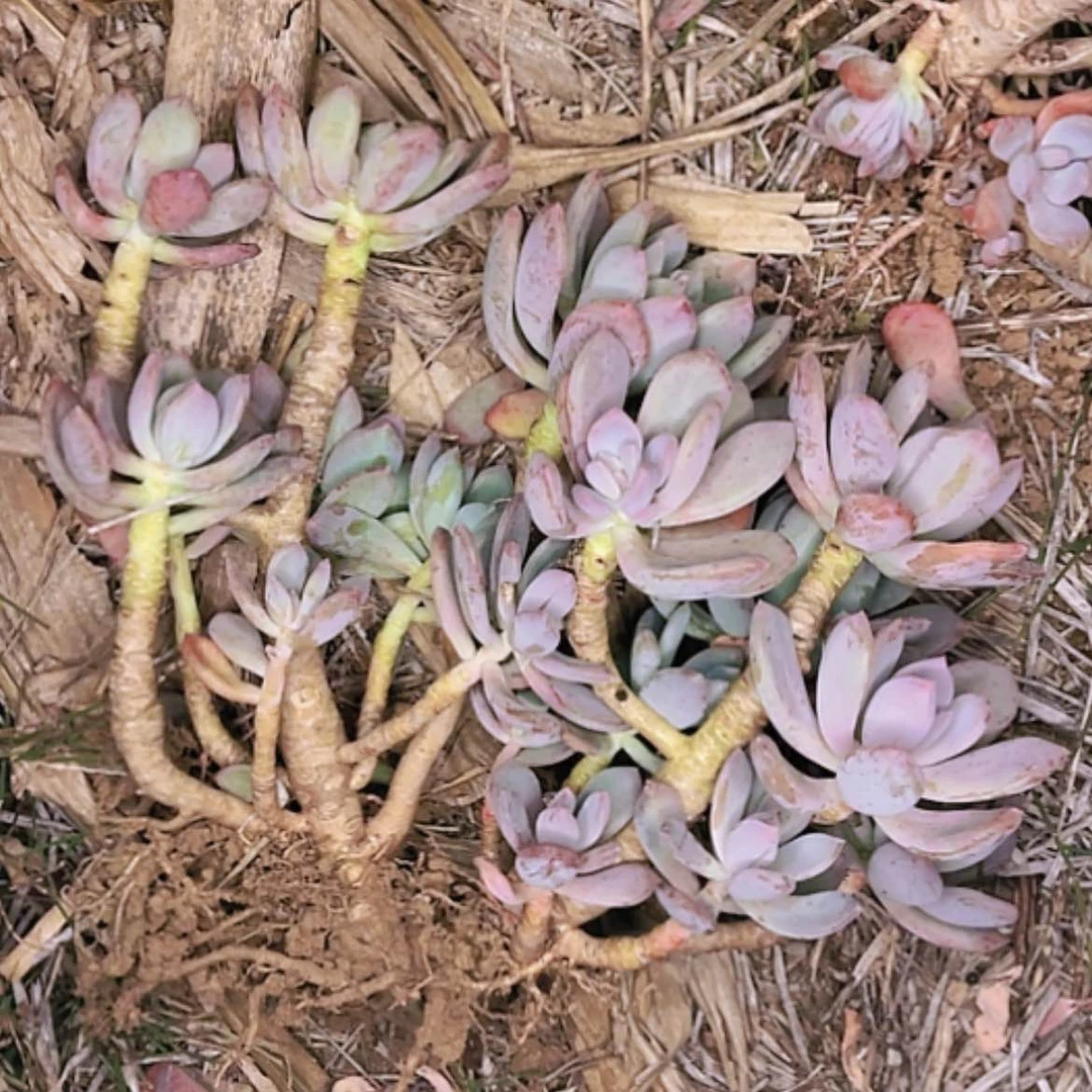 【闪购商品】财****.灰姑娘老桩