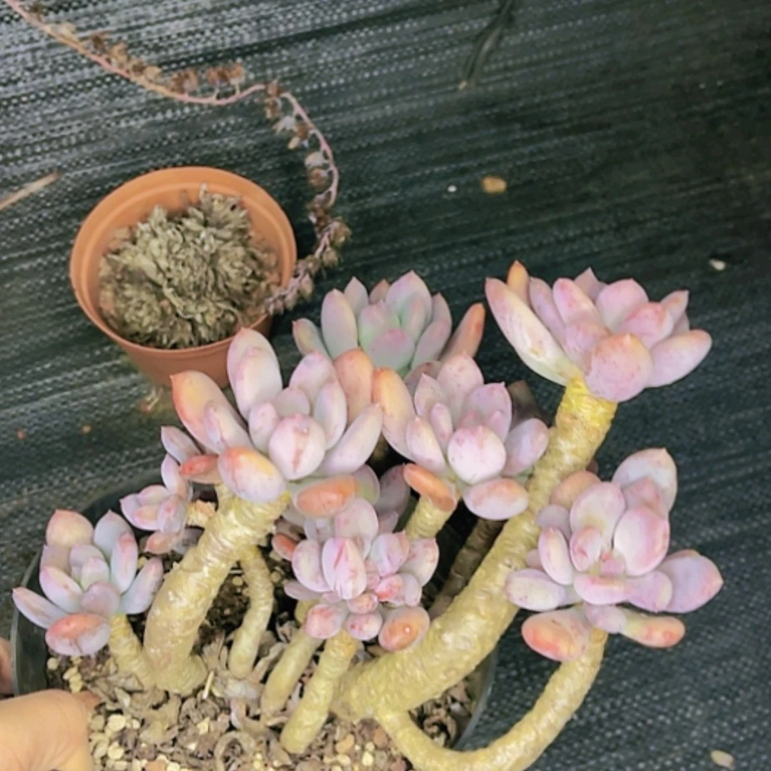 【闪购商品】灰姑娘老桩