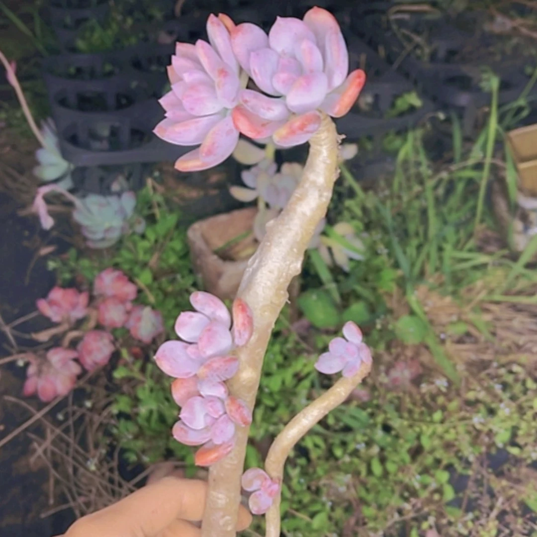 【闪购商品】灰姑娘独杆老桩