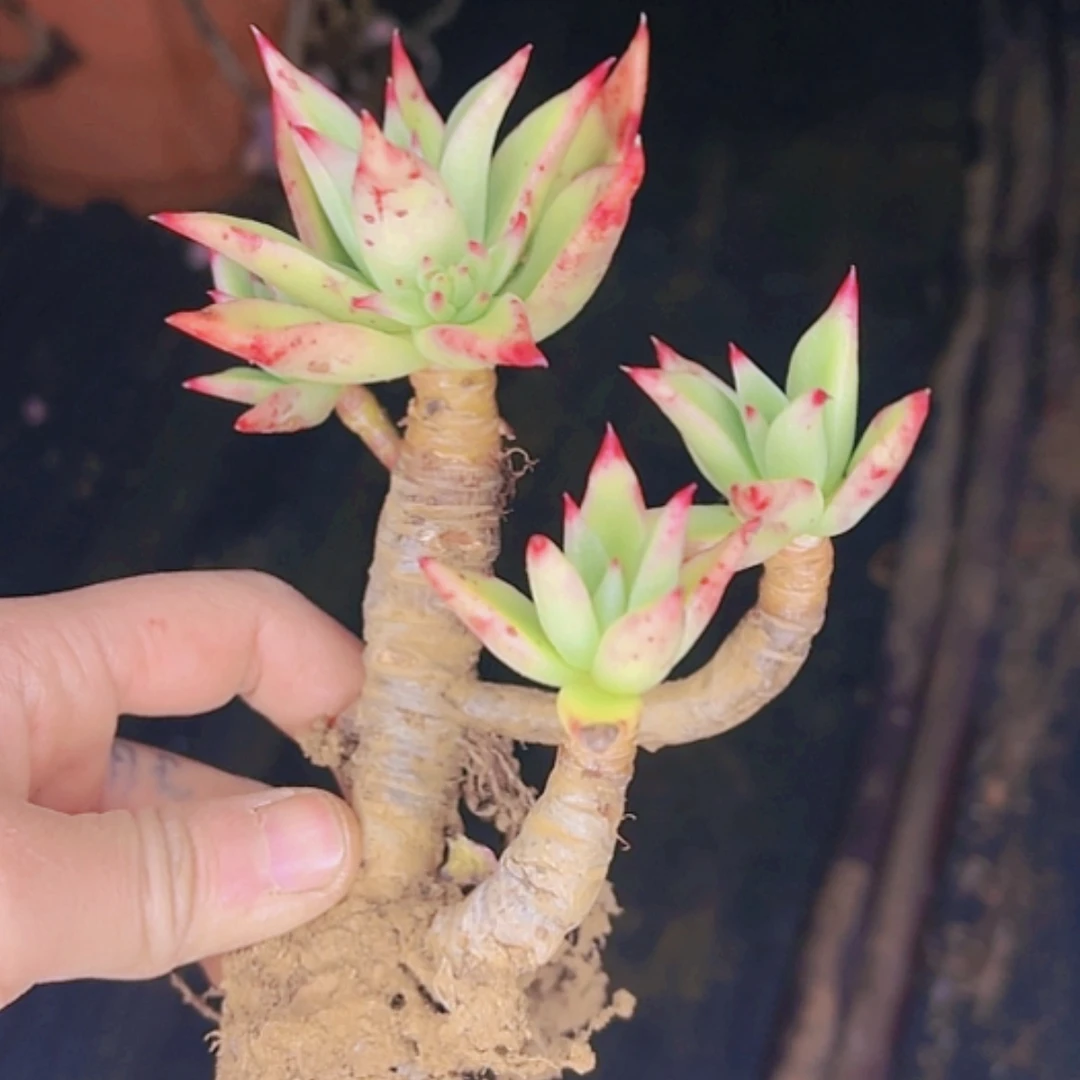 【闪购商品】赤星老桩