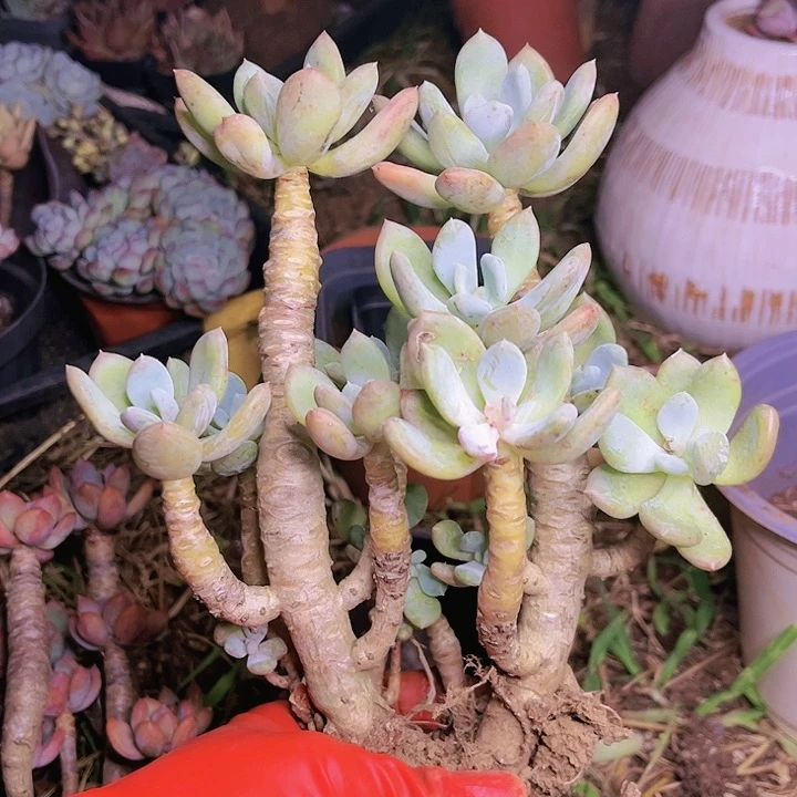 灰姑娘老桩福利特价