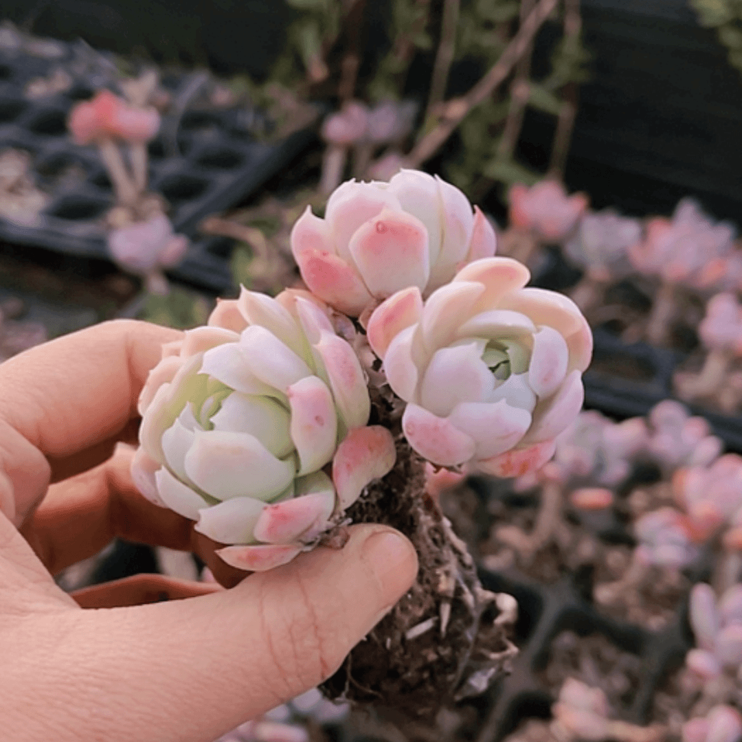 【闪购商品】贝瑞老桩