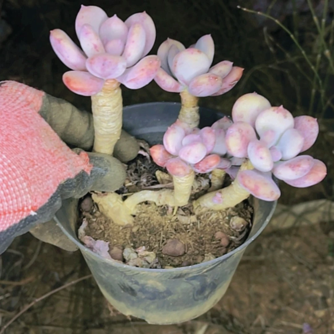 【闪购商品】福利老桩